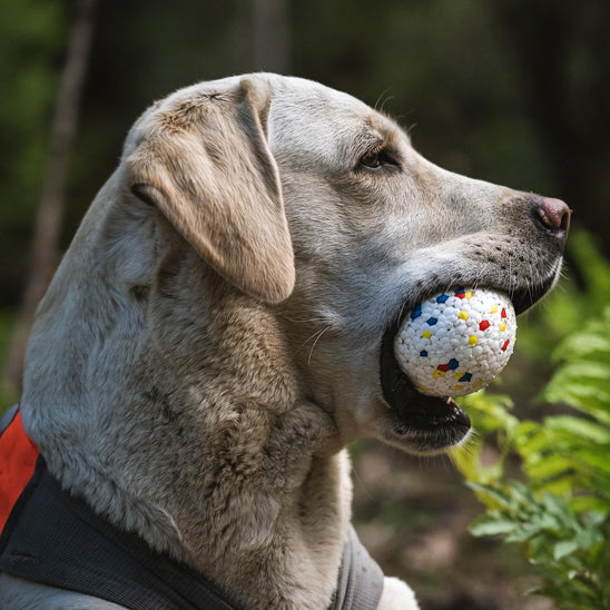 balle pour chien- YoupiBalle™ fascine tant, Résistante