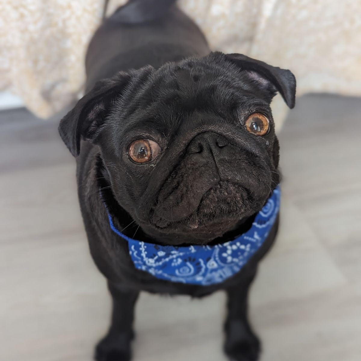 Bandana pour chien ; Transforme Votre Chien en Star