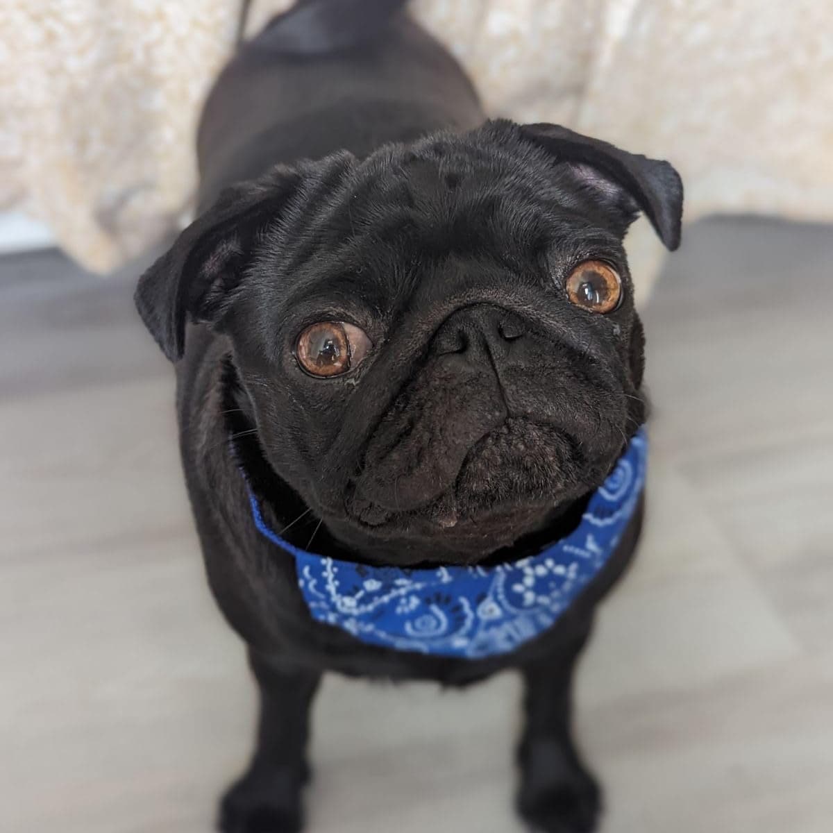 Bandana pour Chien : prĂȘt pour l'ĂlĂ©gance - Jappy Toutou