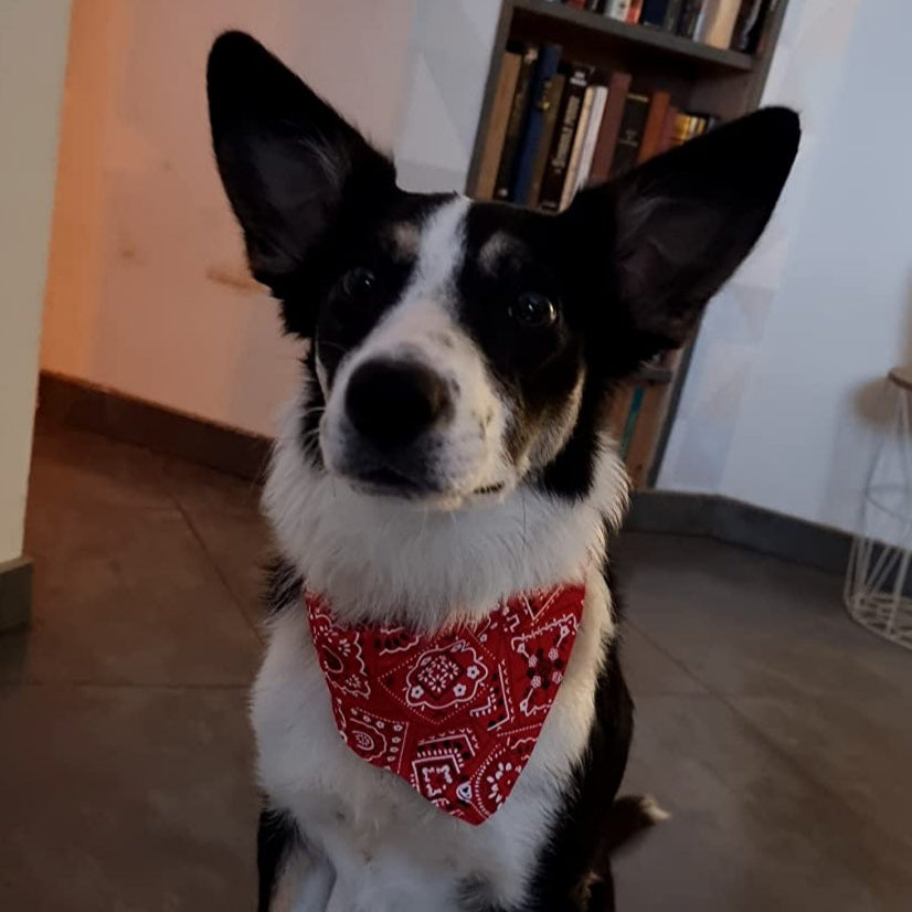 Bandana pour chien ; Transforme Votre Chien en Star