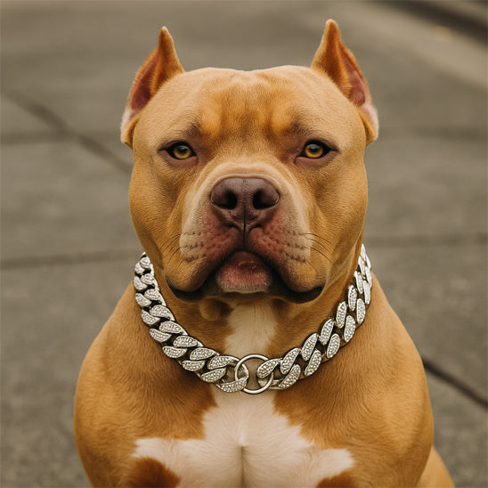 Bandit collier chien-ChicBandit™ sublime tous les styles canins