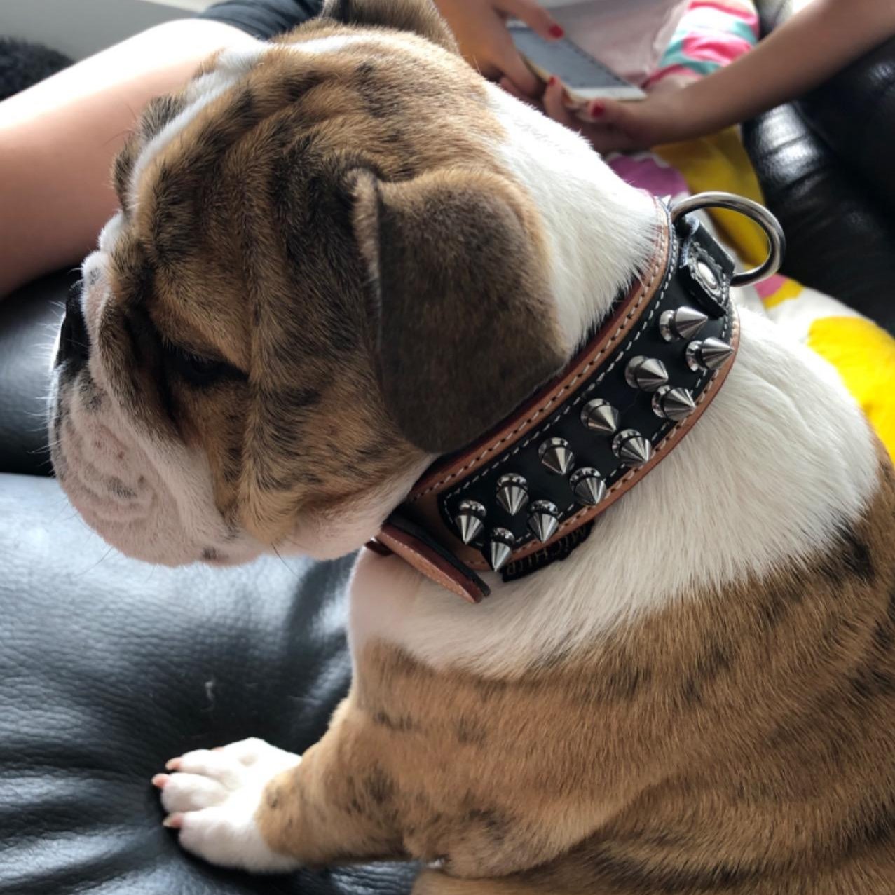 COLLIER_CHIEN_AVEC_PIQUE_NOIR-_PETIT_www.jappytoutou.com