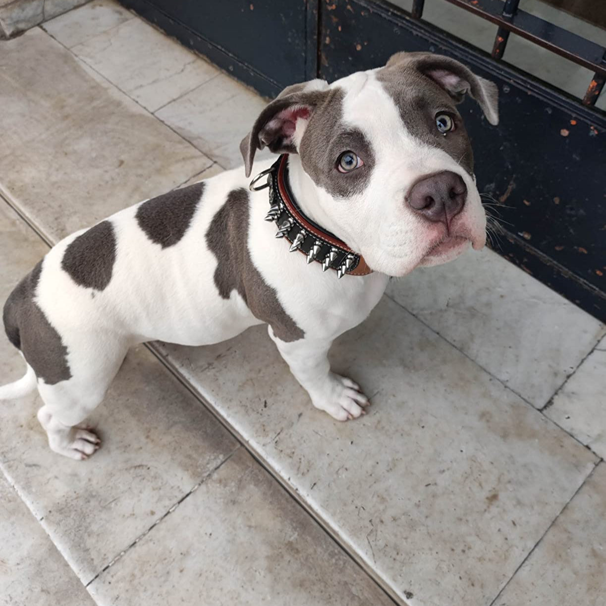 le collier chien sâadapte Ă toutes les grandeurs et races
