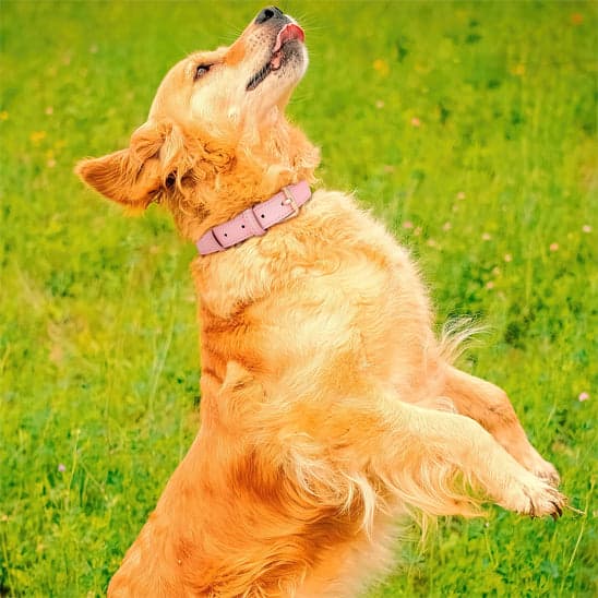 COLLIER en cuir pour chien Royal Grande comme petit race