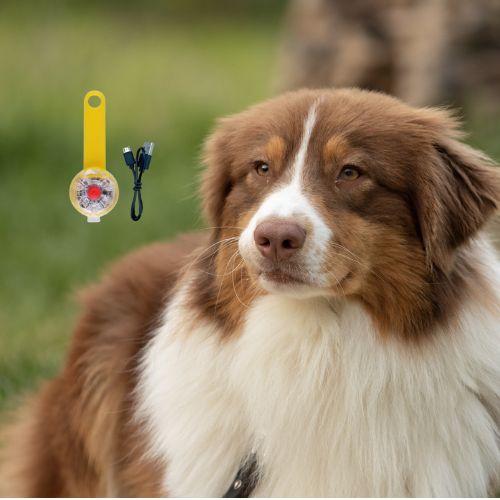 Collier Lumineux Chien : La Sécurité Nocturne Ultime. promenade du soir, une expérience sereine et sécurisée