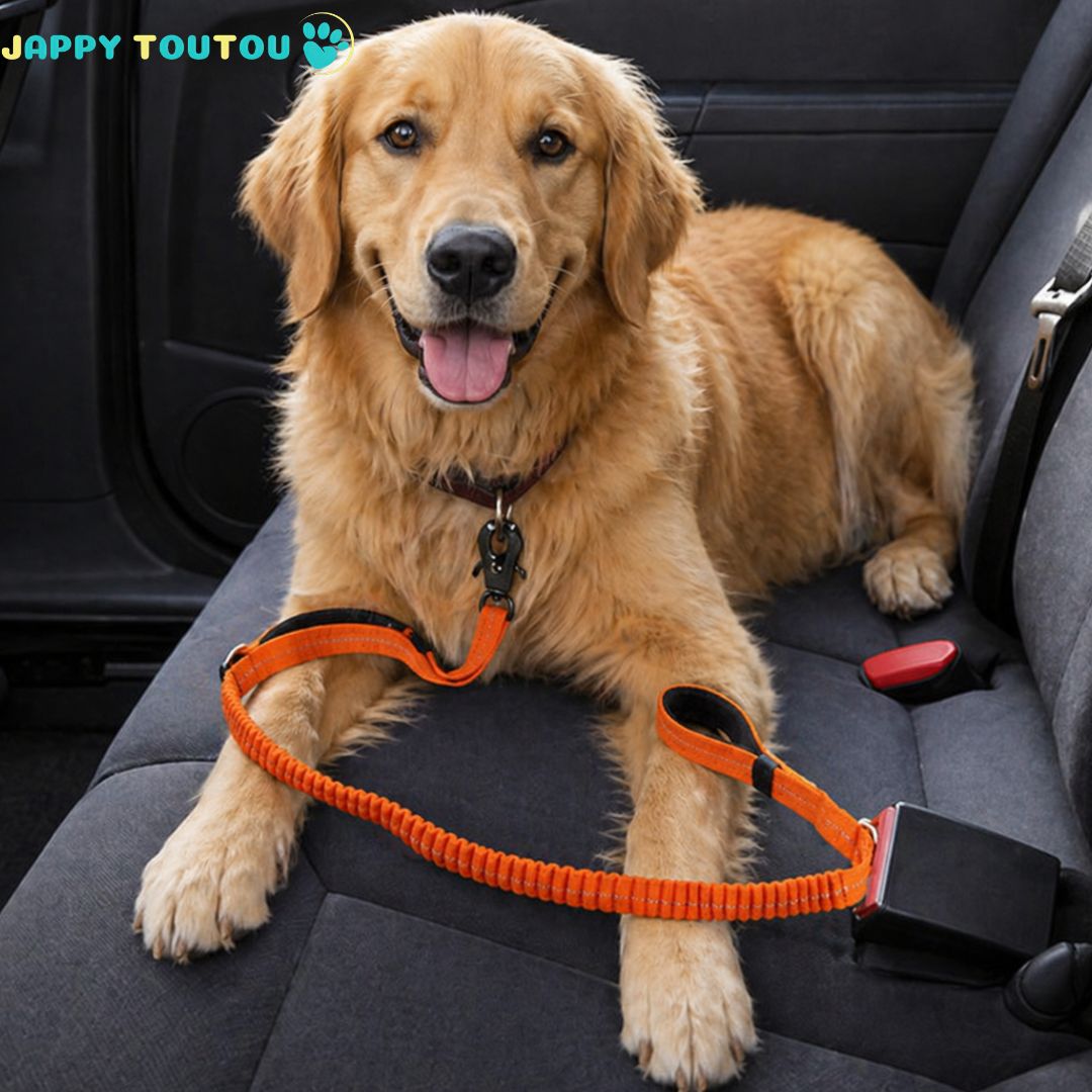 Ceinture de sécurité pour chien | JappySécureBalade™ : Ajustable a toutes les races