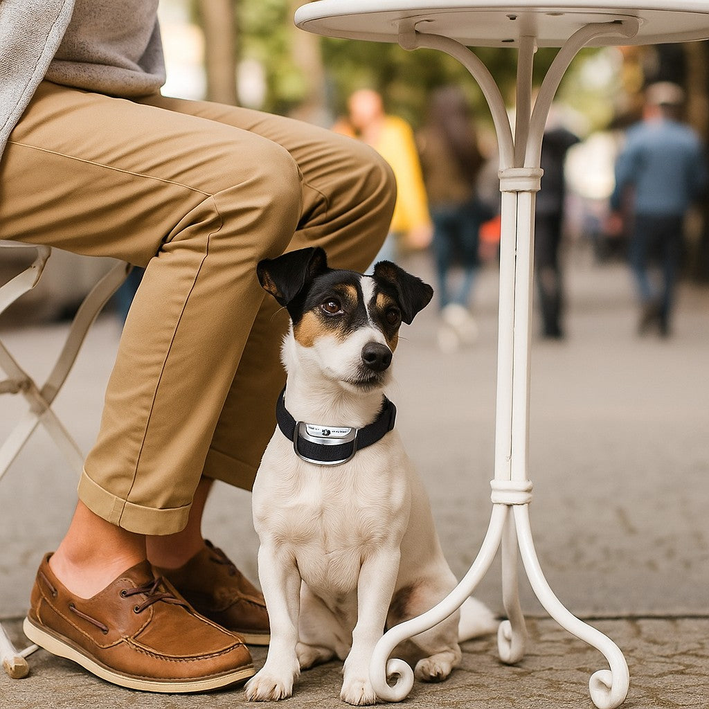 Collier Anti Aboiement Petit Chien : Calme, Tranquillité, complicité
retrouvez,