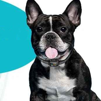 Collier anti aboiement-ÉducaDog™ respectueux