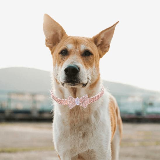 Collier chien - ÉclatCanin™, look sublime - Jappy Toutou
