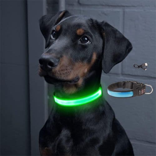 Collier lumineux chien - FlashPattes™ - Jappy Toutou