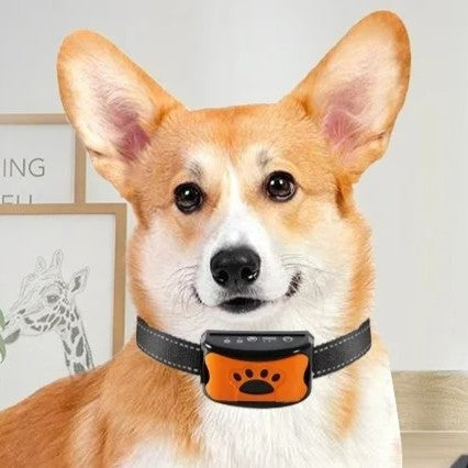 collier anti aboiement chien