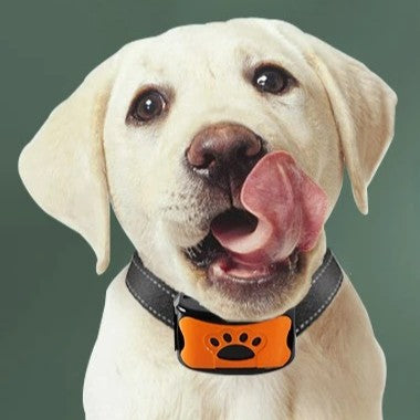 collier anti aboiement chien