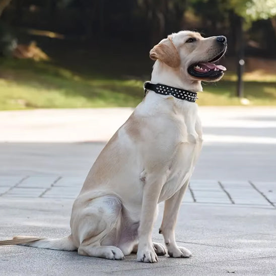 Que ce soit pour une balade ou un entraĂźnement, le collier chien sâadapte Ă toutes les situations.
