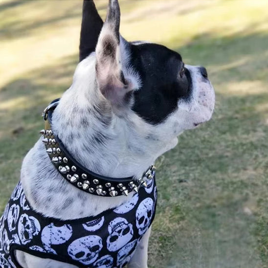 Que ce soit pour une balade ou une parade, le collier chien sâadapte Ă toutes les situations.