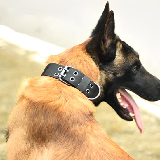 Collier chien : Confort ultime, Sécurité, solidité, Maximale - Jappy Toutou