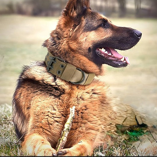 Collier chien, tout usage en tout temps pour toutou