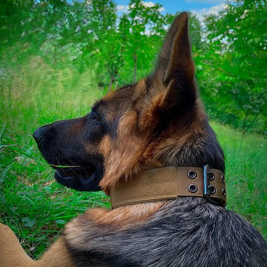 Collier chien, tout usage en tout temps pour toutou