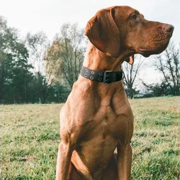 Collier_chien_multicouleur_Nylon__kaki_www.jappytoutou.com