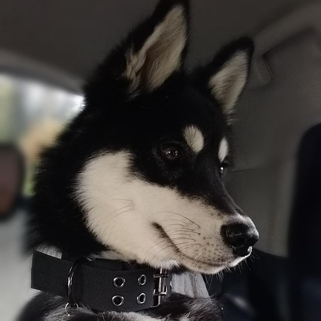 Collier chien, tout usage en tout temps pour toutou