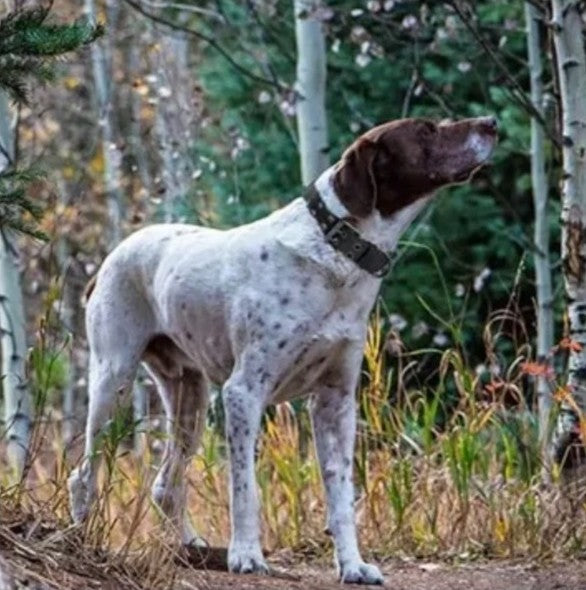 Collier chien, tout usage en tout temps pour toutou