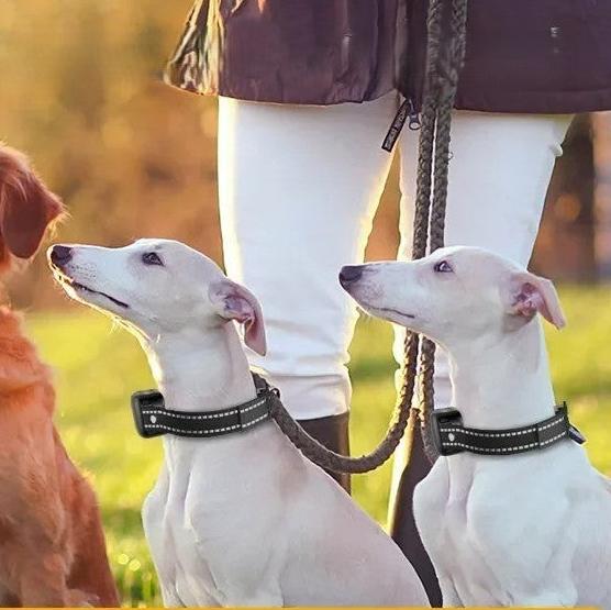 collier_chien_toute_grandeur_toute-elegance_www.jappytoutou.com