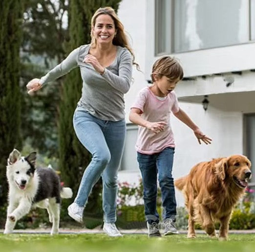 Collier anti aboiement petit chien, tout en douceur