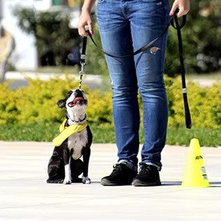 Collier de dressage chien toute grandeur toute élégance -ContrÎle et pratique vont de pair