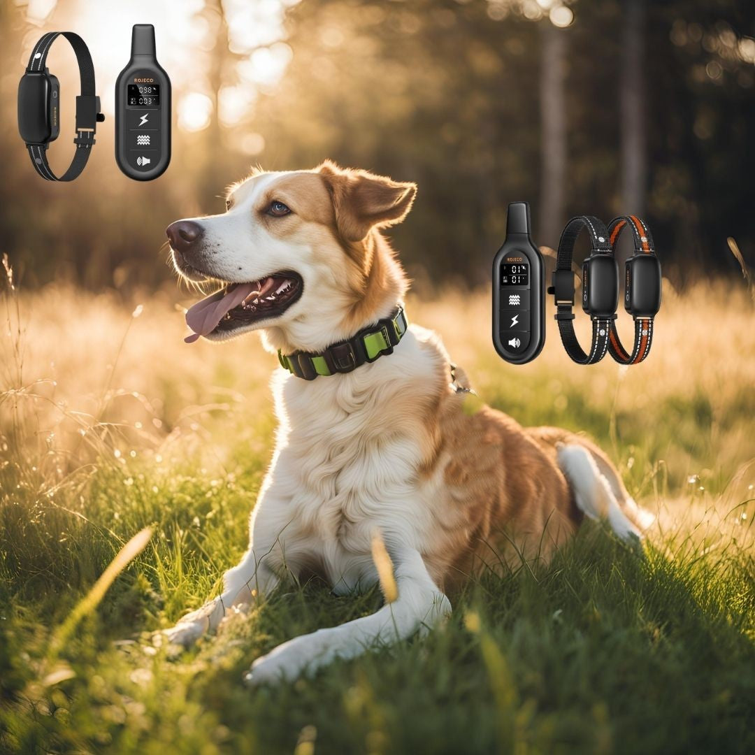 Collier de dressage chien toute grandeur toute élégance -ContrÎle à distance