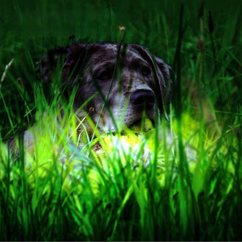 Collier de dressage pour chien : La clé d'un compagnon épanoui, obéissant. - Jappy Toutou