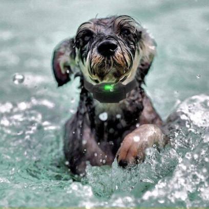 Collier de dressage pour chien : La clé d'un compagnon épanoui, obéissant. - Jappy Toutou