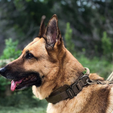 Collier pour chien : L' Indispensable pour un Entraînement Réussi - Jappy Toutou