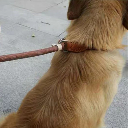 Collier pour chien sans stress www.jappytoutou.com