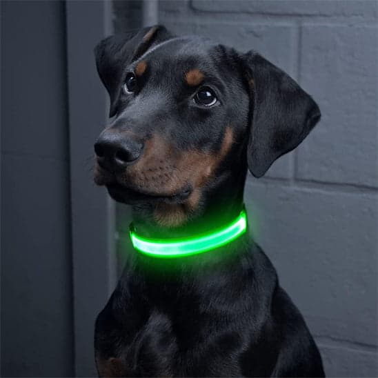 Collier lumineux pour chien-Bright Nite™