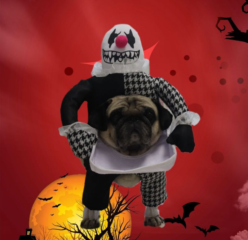 DĂ©guisement chien Halloween Terrifiant prĂȘt Ă effrayer et amuser votre entourage