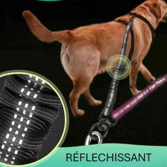 Double laisse pour chien - DuoTrail™ : Promenades harmonieuses à deux - Jappy Toutou