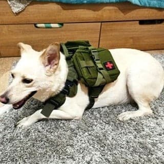 Harnais chien : Conforto™ en contrôle - Jappy Toutou