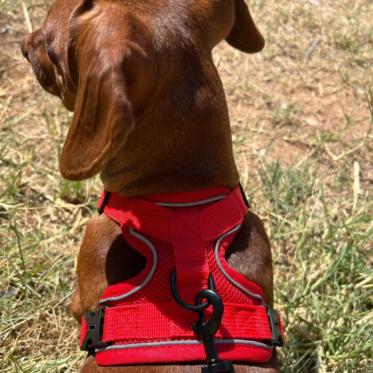Harnais chien : Promenade, un bonheur partagé, confortable