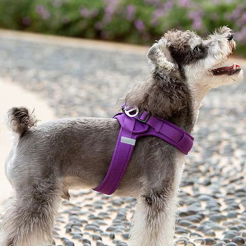 Harnais en Y : Un lien renforcé avec votre chien
www.jappytoutou.com