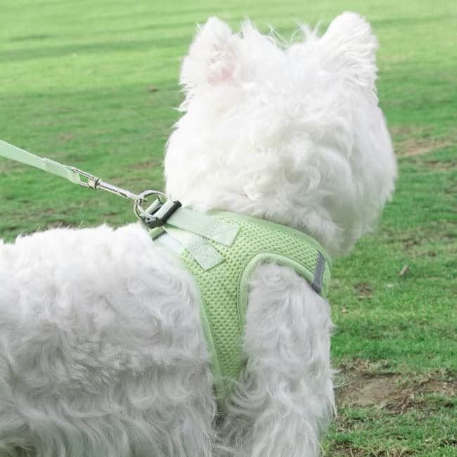Harnais petit chien-Souplesse et Confort Le meilleur pour votre animal de compagnie - Jappy Toutou
