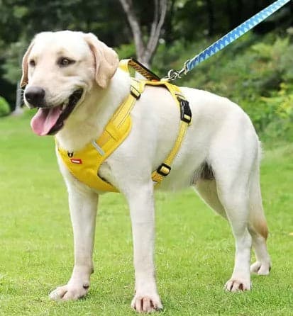 Harnais pour Chien - SafetyHarness™, Faite le meilleur choix pour Toutou - Jappy Toutou