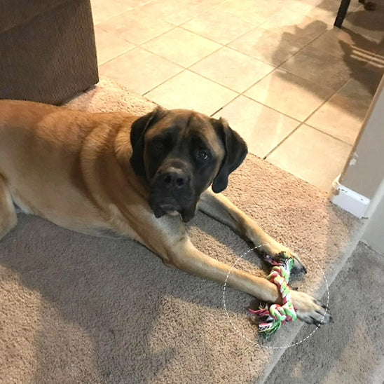Jouet_chien_-Noeud_de_Fer_-corde vrai jeu pour les mordus