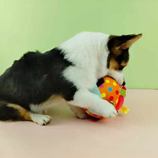 Jouet chien - Chicaball™ - Le jeu ludique indispensable à toutou - Jappy Toutou