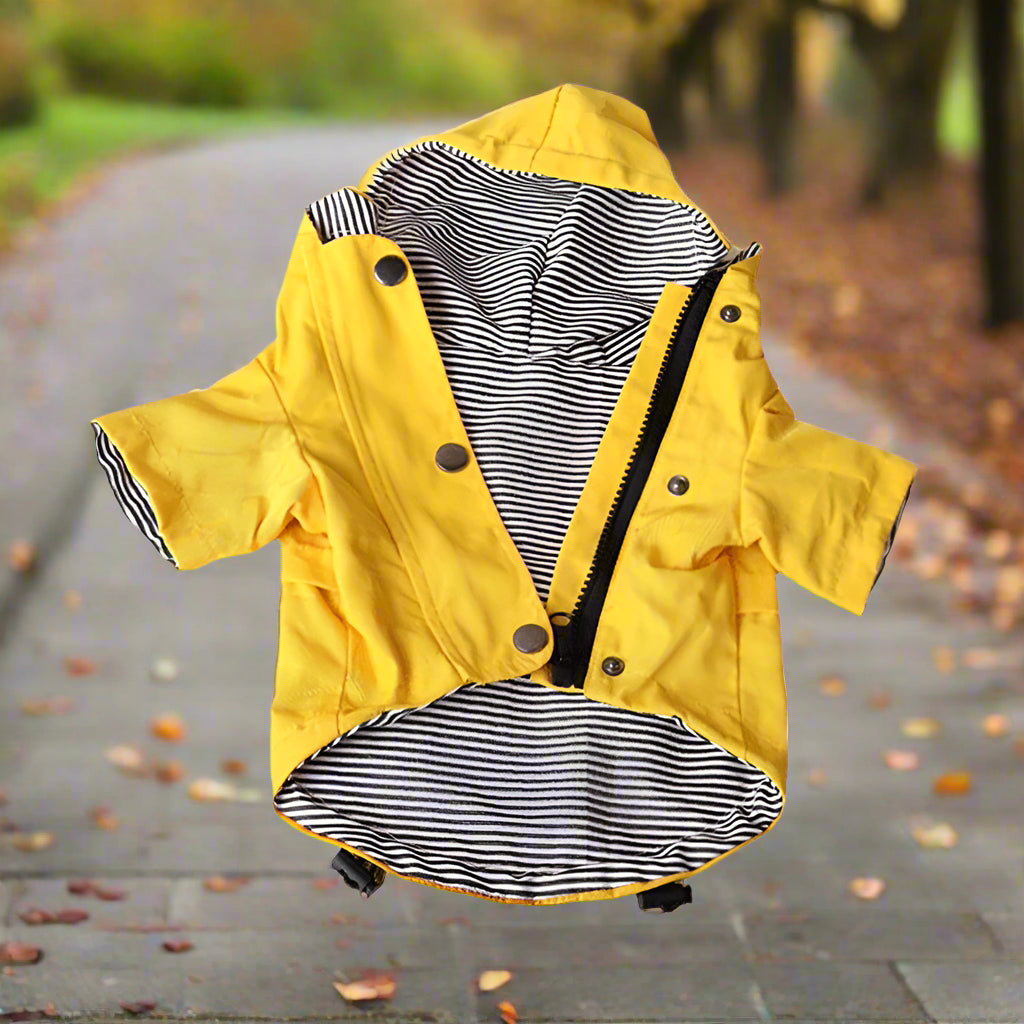 L'imperméable pour chien : un indispensable toute l'année