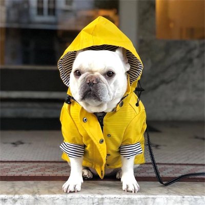 L'imperméable pour chien : un indispensable toute l'année