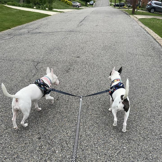 Laisse double pour chien MARCHE ou assis EN Tandem