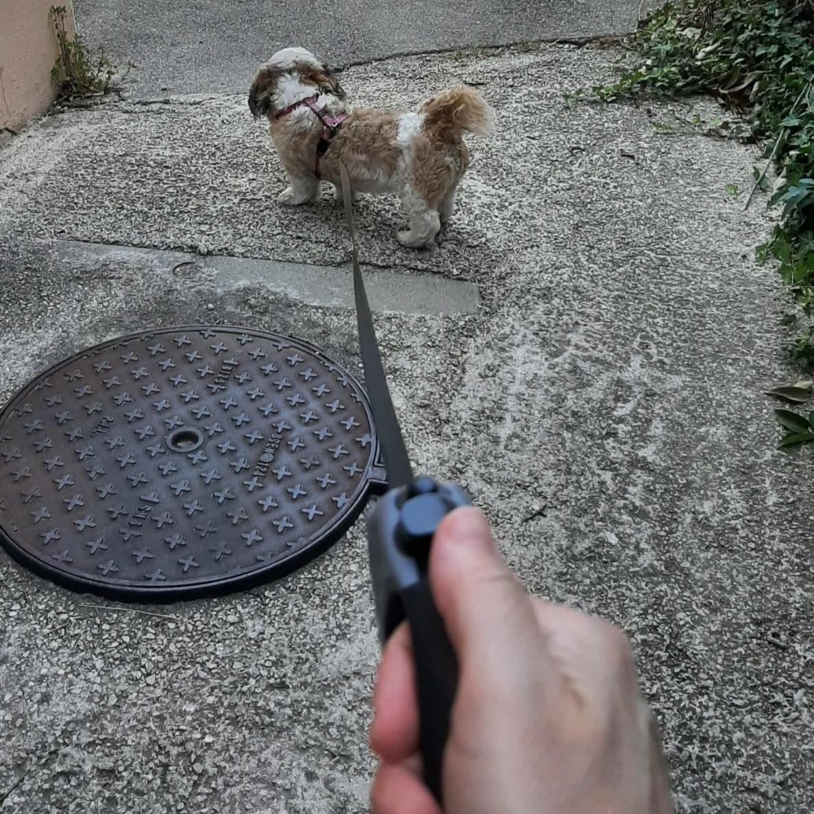 Laisse pour chien-RetracLeash™- Noir-gris- www.jaappytoutou.com