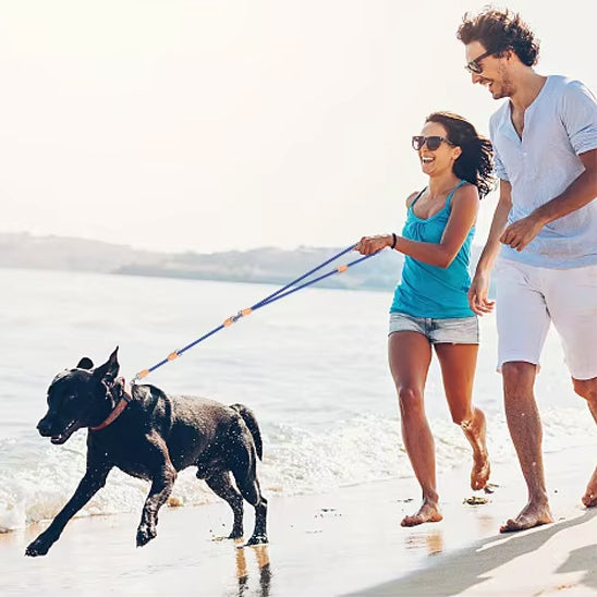Laisse double pour chien - DuoToutousâą
Dites adieu aux nĆuds et aux arrĂȘts constants, peut-ĂȘtre mise simple