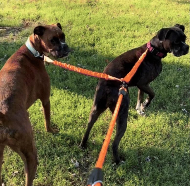Laisse double pour chien-Binôme canin™ : Promenades harmonieuses - Jappy Toutou