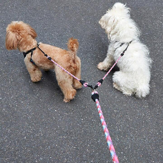 double laisse pour chien marche dans la rue