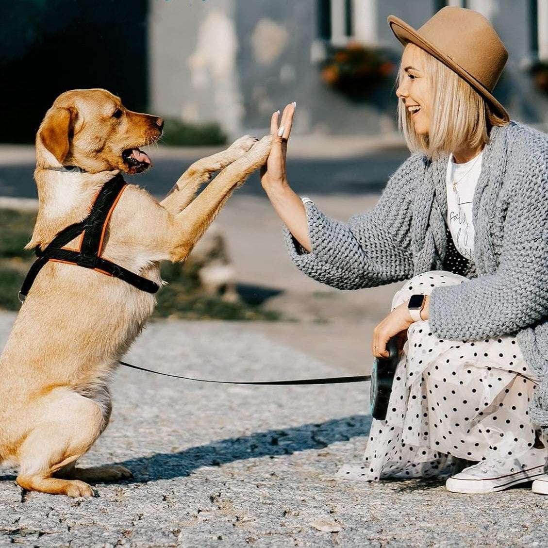 Laisse chien :enrouleur, parfaite pour vos aventures. - Jappy Toutou